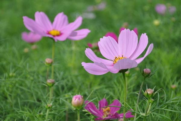 春季溫差大 硅藻泥為您營造均衡居室環境